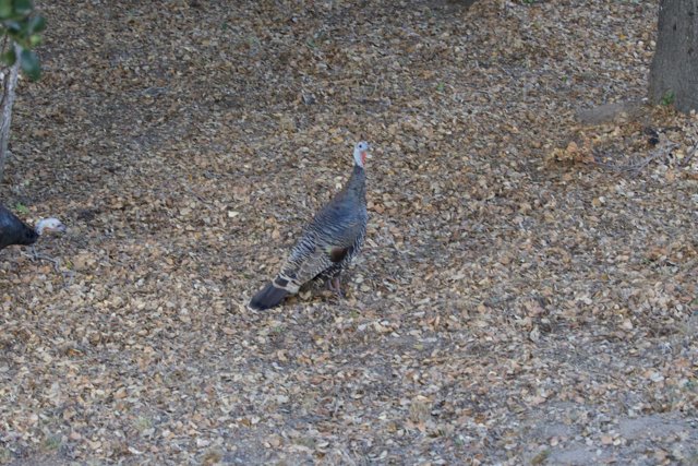 Tranquil Turkey at Carmel Valley Ranch