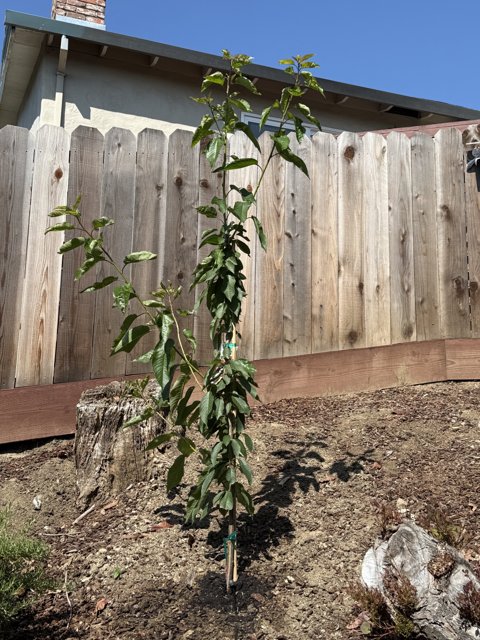 Growing Resilience