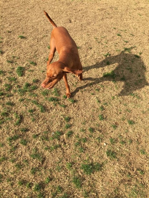 Vizsla Puppy Playing Ball in the Grass