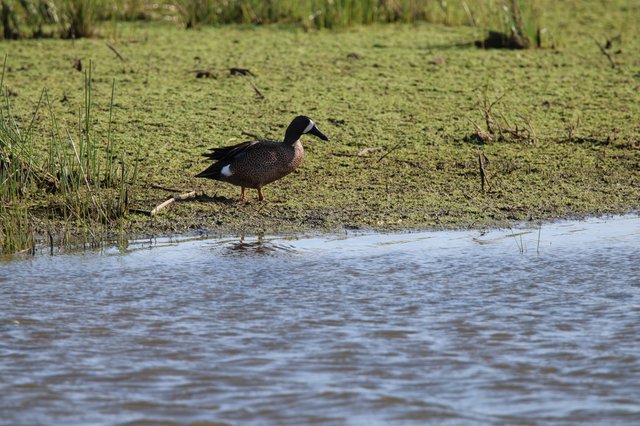 Blue-winged Teal Duck in Wetland Habitat