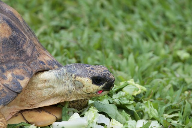 Grazing Tortoise at Honolulu Zoo