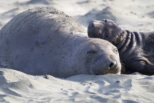 Elephant Seal Mother and Pup Resting on Sandy Beach