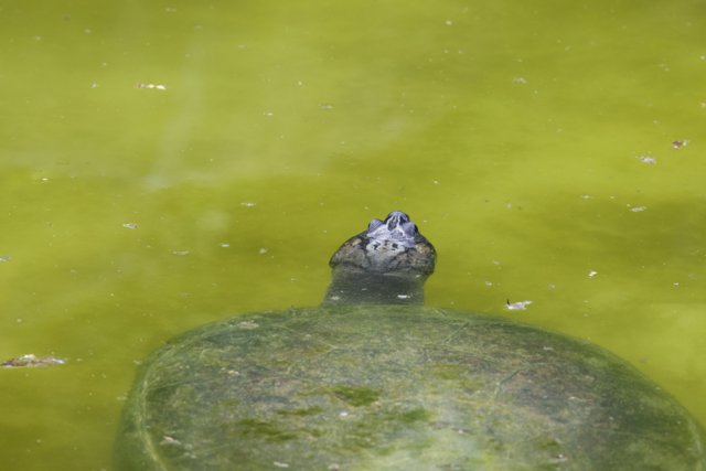 Serene Gaze: Turtle in the Pond