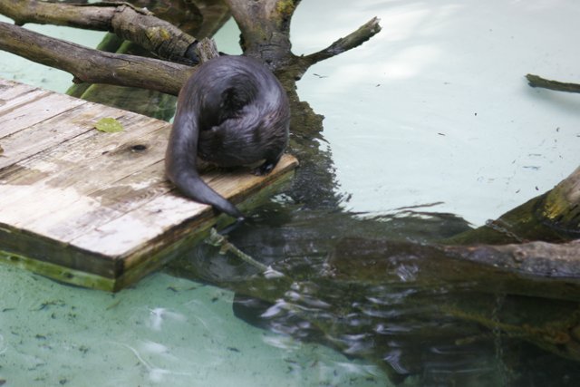Black Otter Enjoying the Wooden Platform