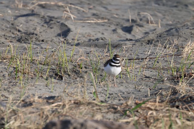 Killdeer Standing in Muddy Field with Sparse Grass