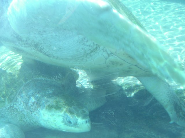Graceful Sea Turtle in its Habitat