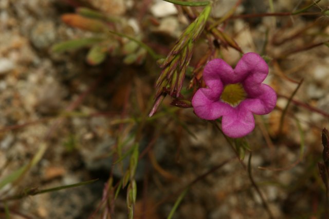 The Vibrant Purple Geranium