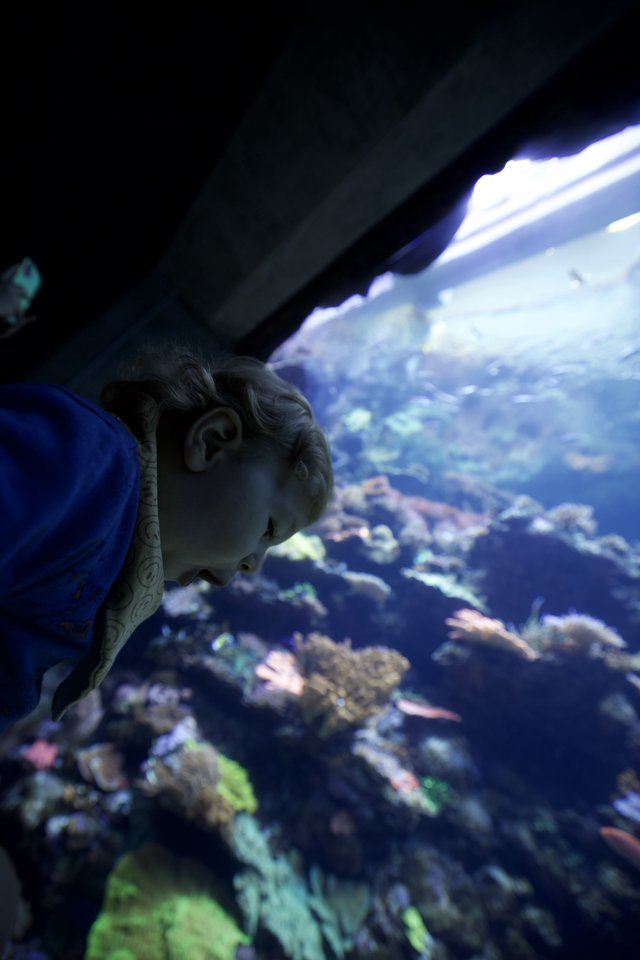 Child Mesmerized by Coral Reef at Aquarium