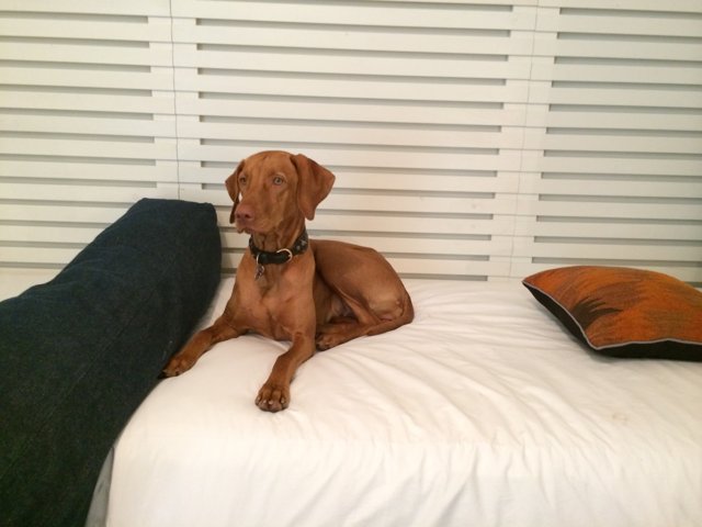 Cozy Canine on a Cushion