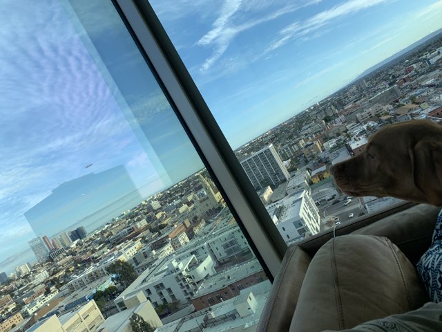 Urban Pooch Gazing Out the Window