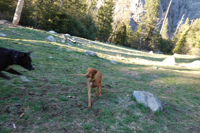 Running Wild in Yosemite