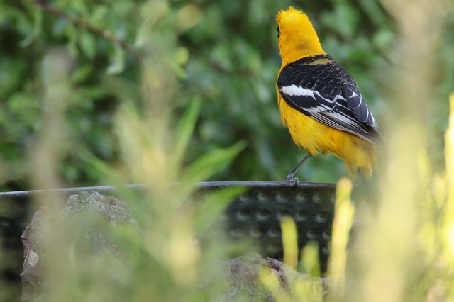 Hooded Oriole Perched on Wire in Natural Setting