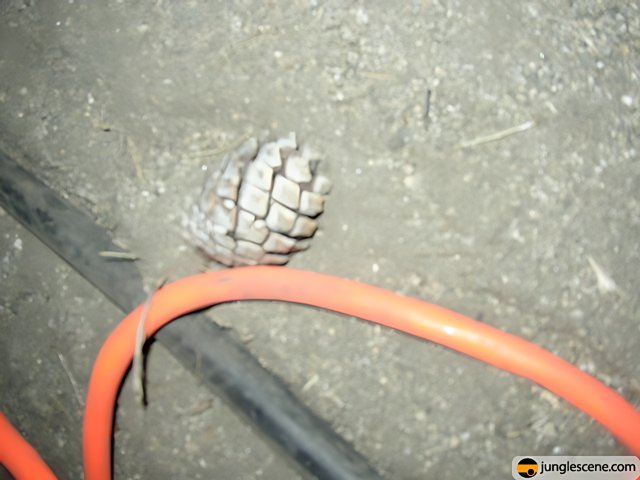 The Deadly Pine Cone