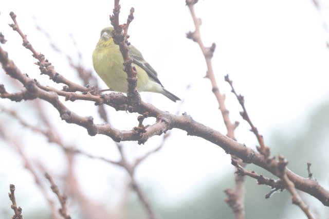 Yellow Finch Perched on Bare Winter Branch