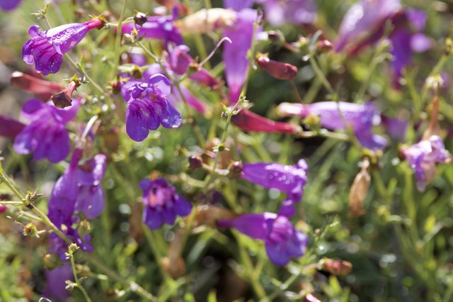 Purple Penstemon Wildflowers Blooming on Mount Diablo