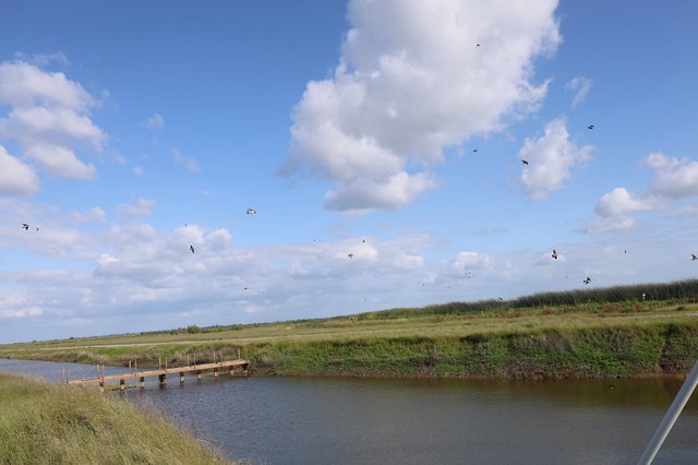 Birds in Flight Over Yolo Bypass Wetlands Marsh