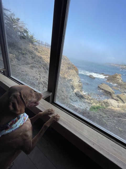 Ocean Gazing Pup