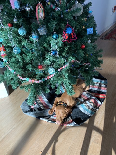 A Pup's Christmas Nap