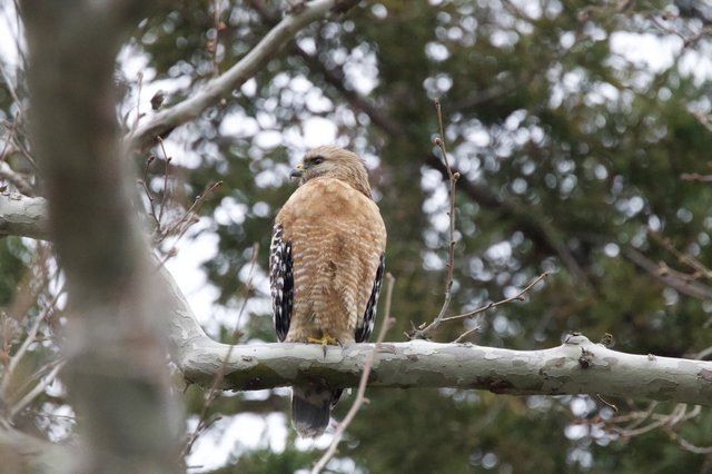Red-Shouldered Hawk Perched on Birch Branch