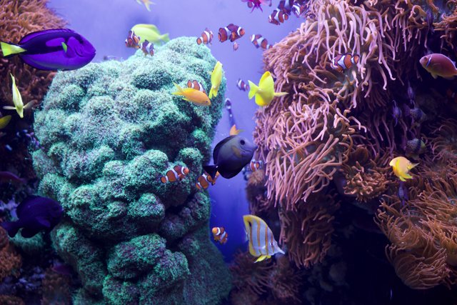 Vibrant Marine Life at Monterey Bay Aquarium, 2023