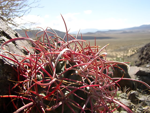 Red-Stemmed Cactus on Rock