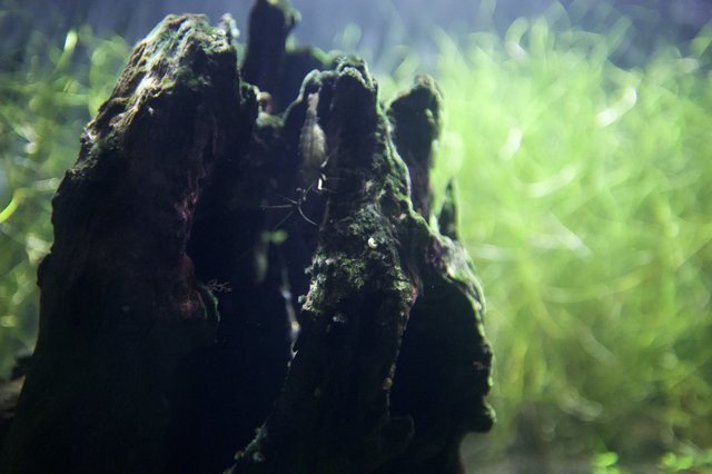 Moss-Covered Driftwood in Aquatic Garden Bokeh