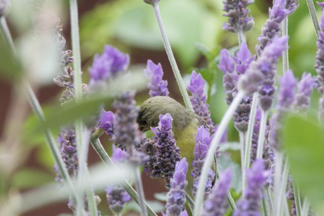 Lavender Encounter