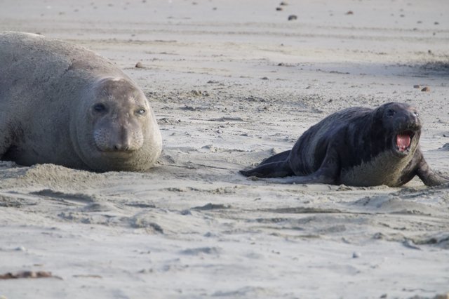 Northern Elephant Seals Resting on Sandy Beach