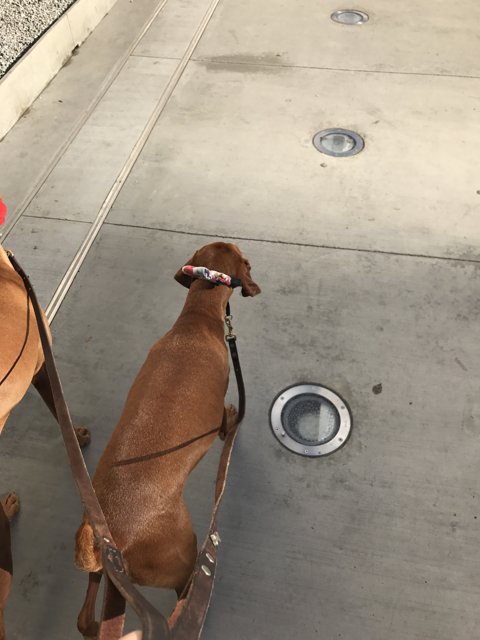 Canine Companion on the Sidewalk