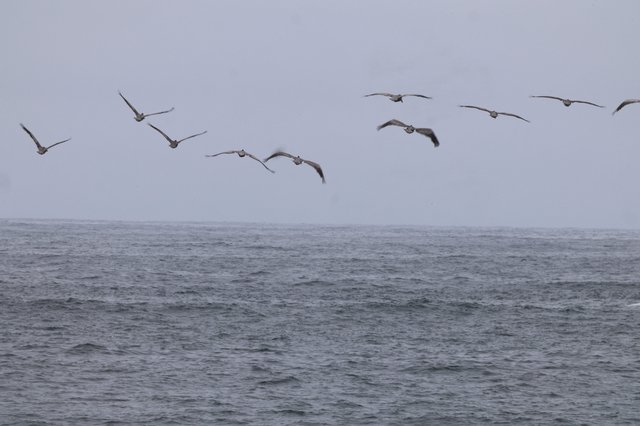 Pelicans Gliding Over Stormy Ocean Waters