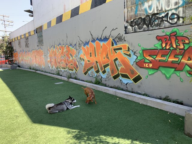 Canine Graffiti Playtime