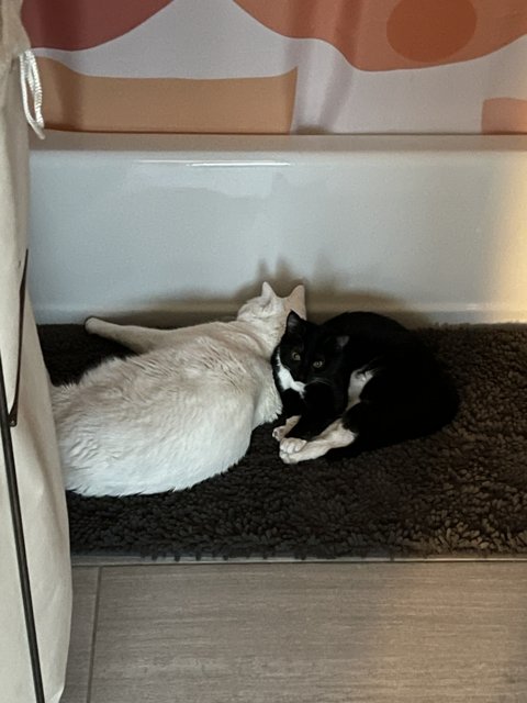 Feline Friends on a Cozy Rug