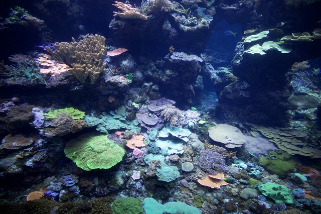 Vibrant Coral Reef Ecosystem Display in Aquarium