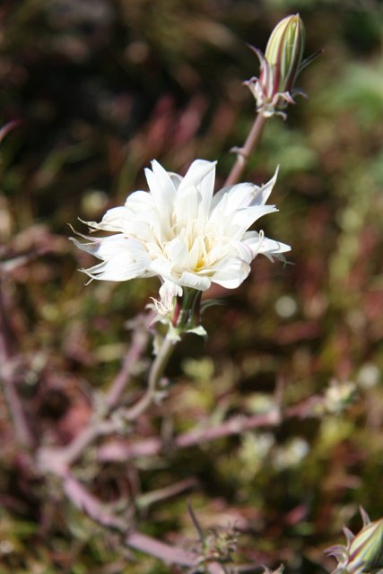 White Flower in the Grass
