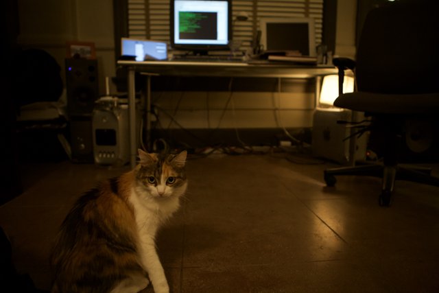 Feline Computer Companion