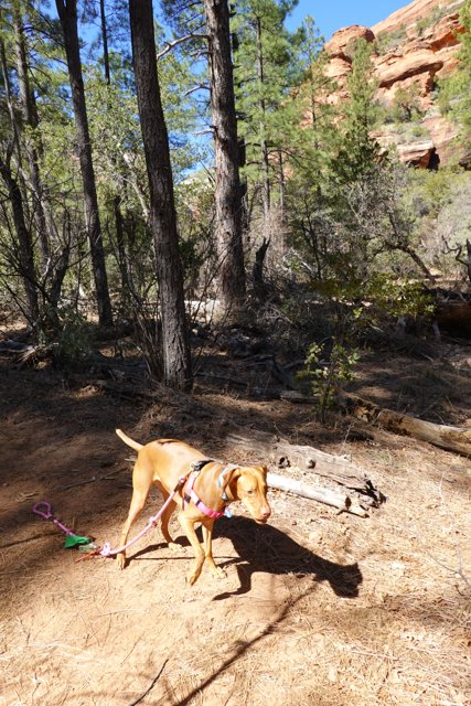 A Canine Hike Through the Coconino Grove