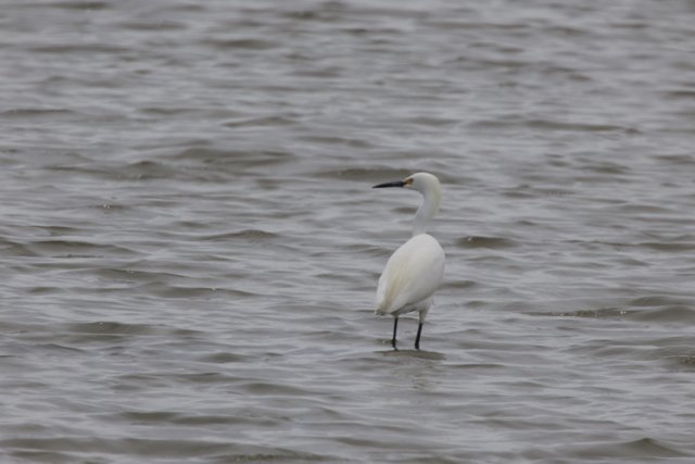 Majestic Presence in San Pablo Bay