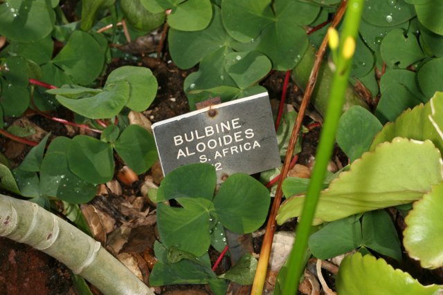 Bulbine Acuminata's Foliage in Close-up