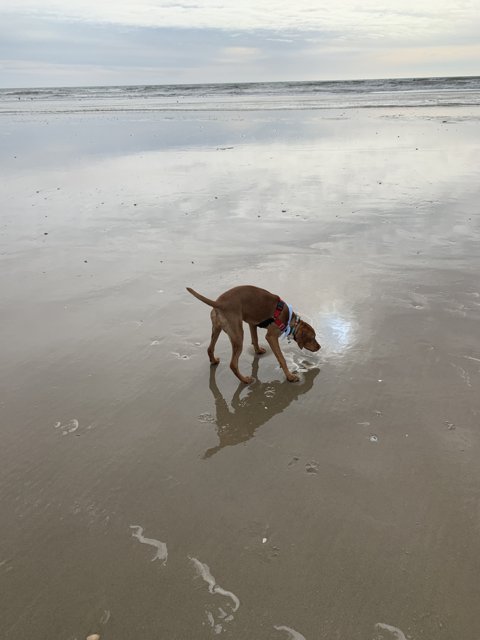 Canine on the Coast