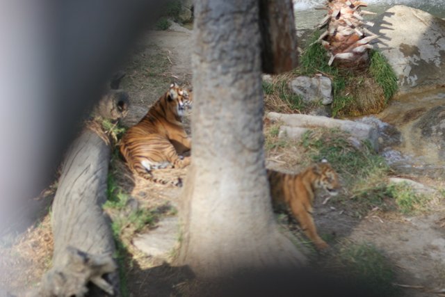 Majestic Tigers at the Zoo