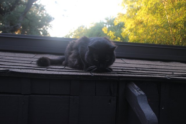 The Watchful Black Cat on the Rooftop