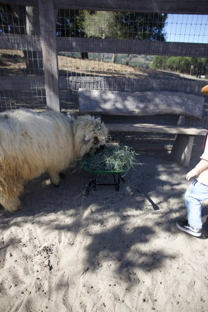Curious Encounter at Carmel Valley Ranch