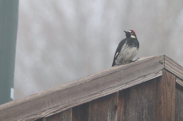 Acorn Woodpecker Perched on Weathered Fence