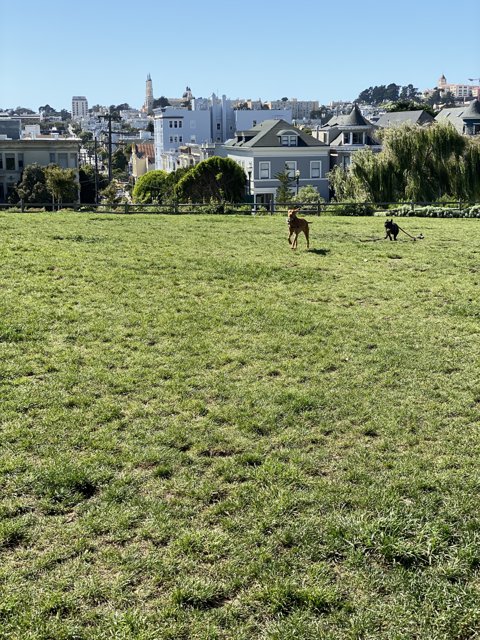 Horse and Dog in the Alamo Square Field