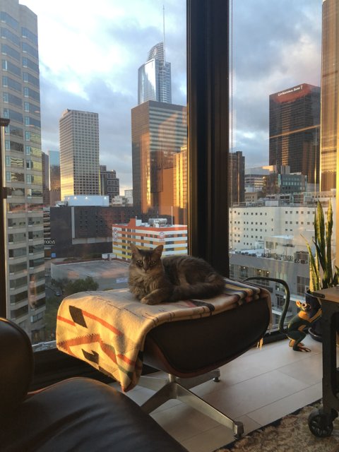 City Cat Nap