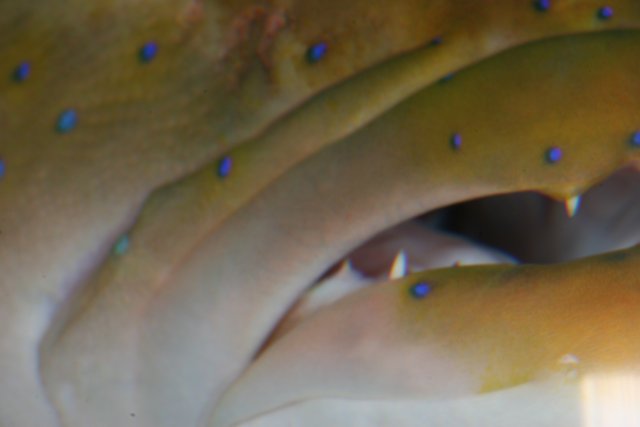 Blue Spot Fish
