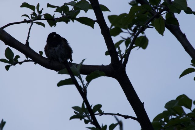 Resting Silhouette