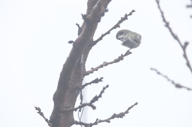 Small Bird Perched on Winter Branch in Soft Light