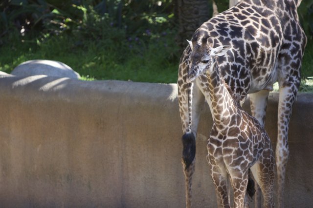 A Tender Moment between a Mom and Her Baby Giraffe