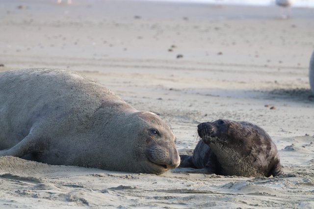 Elephant Seal Mother and Pup Resting on Beach
